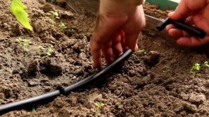Капельный полив ЖУК - инструкция по сборке на участке