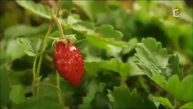 Красивая шишка смотреть онлайн