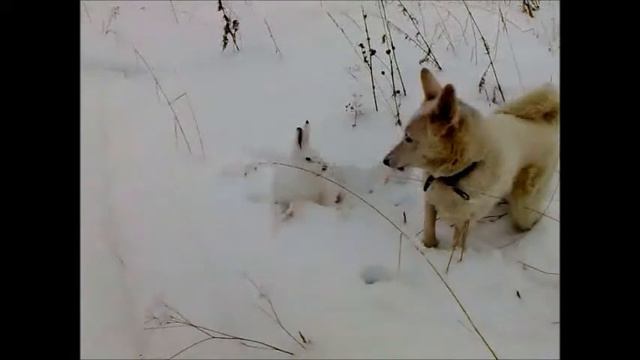 САМЫЙ ВЕРНЫЙ ДРУГ смотреть онлайн