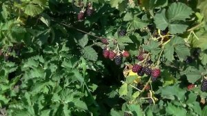 Сорт ежевики Блек Даймонд -- " Черный Диамант". Кучерявый красавец.