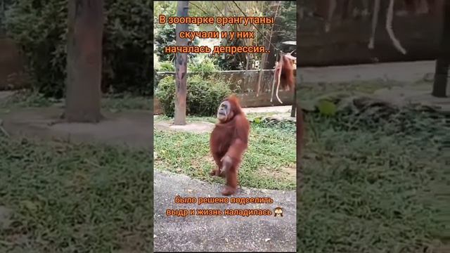 Орангутанам в зоопарке было скучно, к ним подселили выдр и понеслась... смотреть онлайн