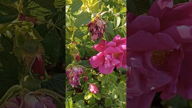 Волшебный Шиповник и Позитив Жизни//Рыбалка// Велосипед с Ручным Приводом//Террасы//Засуха смотреть онлайн