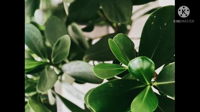 पौधों को सबसे पहले संक्रमित होने वाला पौधा।।First plant Infected by Virus।।Amazing Facts।।🔥🔥🔥🔥🔥🔥🔥🔥 смотреть онлайн