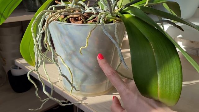 Групповые посадки ОРХИДЕЙ?? ЦВЕТУТ НА УРА??Особенности ухода? Орхидея Брион?? и Клеопатра? смотреть онлайн