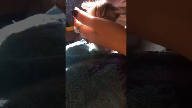 Котята без кошки, как мыть котят, вводим 2ой прикорм, 26 дней с рождения смотреть онлайн