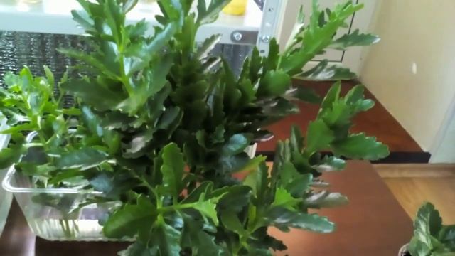 Каланхоэ. Черенкование. смотреть онлайн