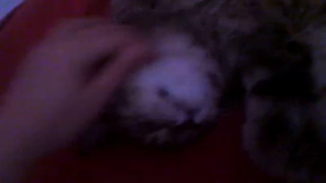 Как ухаживать за кошкой смотреть онлайн