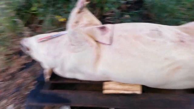 ?ВИСЛОБРЮХИЕ СВИНЬИ. 12месяцев. ГОД СОДЕРЖАНИЯ. КАЧЕСТВО МЯСА. смотреть онлайн