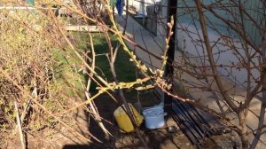 персик в Подмосковье