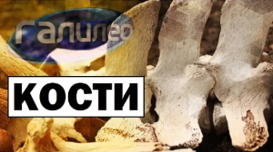 Галилео | 0094 ☠ Как определить возраст по костям?