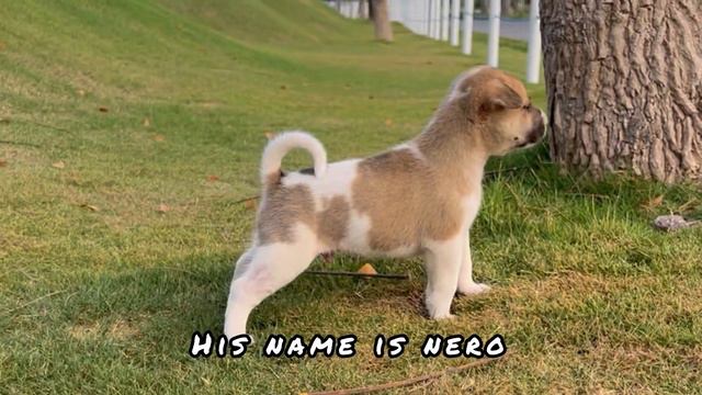 I Met Lonely Puppy Who Appears Among A Herd Of Goats смотреть онлайн