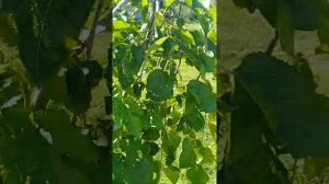 Шелковица плакучая первый год после посадки ч.6