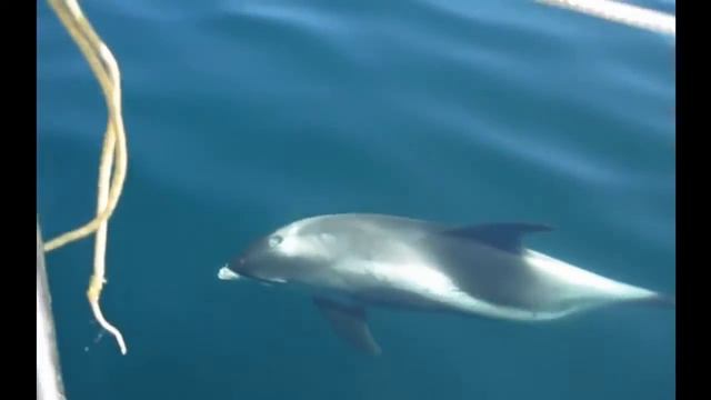 Dolphins For Kids - Dolphin Videos For Children