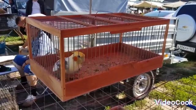 Ярмарка Кропоткин 30.07.23г Птичий рынок ! смотреть онлайн