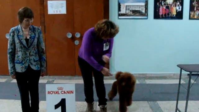Моно пуделей Уфа-2015 - Best puppy! смотреть онлайн