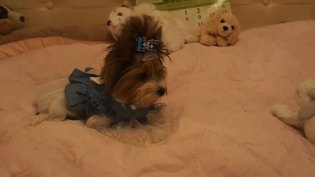 НЕУЖЕЛИ ЭТО СВЕРШИЛОСЬ?!😨| Очень важные новости!🙃// Мася ЧиZик💖