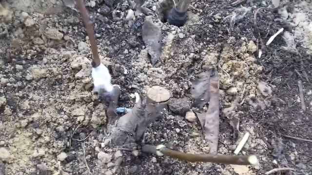 делаю прививки черенками груш на дичок, обзор прививок прошлого года смотреть онлайн