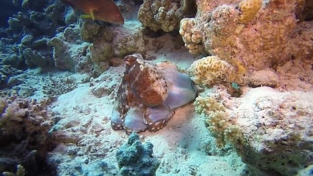 Hunting of octopus/Как охотится осьминог? смотреть онлайн