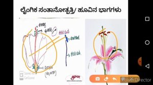 7th science REPRODUCTION IN PLANTS .