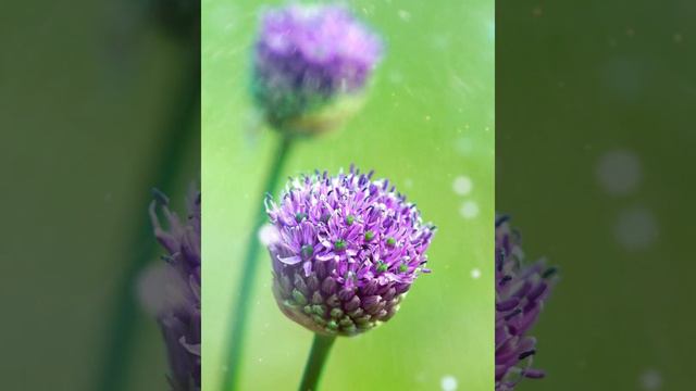 BEAUTIFUL PURPLE FLOWER LIVE WALLPAPER - ANIMATED BACKGROUND WALLPAPERS LOOPS VIDEOS смотреть онлайн