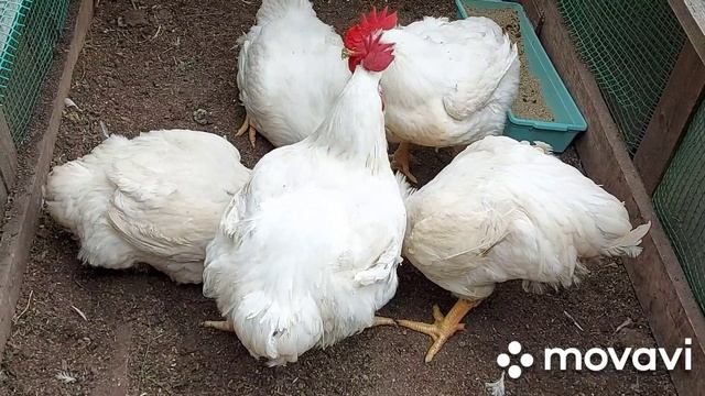 Чем я кормлю своих бройлеров. Конфликт среди подписчиков. смотреть онлайн