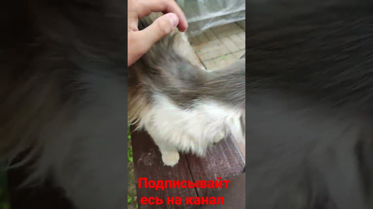барсик и лавочка! смотреть онлайн