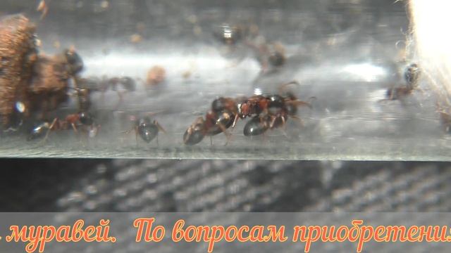 Dolichoderus quadripunctatus древесный четырёхточечный муравей смотреть онлайн