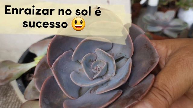 como CULTIVAR echeveria dust rose смотреть онлайн