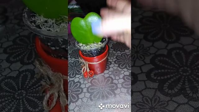 ?"Хойя Керри".? Пересадка малышки ?Моя "Ктенанта" . ?Гиппеаструм. смотреть онлайн