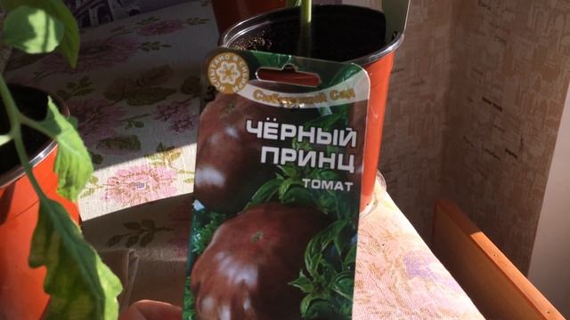 БОЛЬШАЯ,ЗДОРОВАЯ РАССАДА ТОМАТОВ ЗА 45 ДНЕЙ. смотреть онлайн