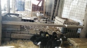 Новые породы уток в хозяйстве - каюга и хаки кемпбелл//Едем в Омск//