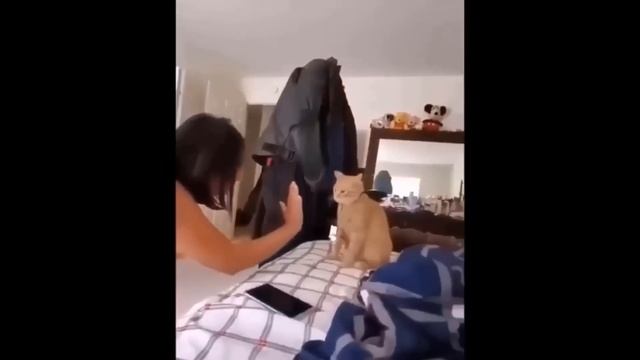 Приколы с котами! С ОЗВУЧКОЙ! СМЕШНЫЕ КОТЫ! Самые смешные животные! смотреть онлайн