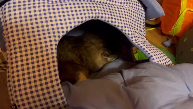 Dog vlog: Остаёмся? // Едем на дачу // Дарю подарки питомцам на Рождество // Прогулка с йорком в -2 смотреть онлайн
