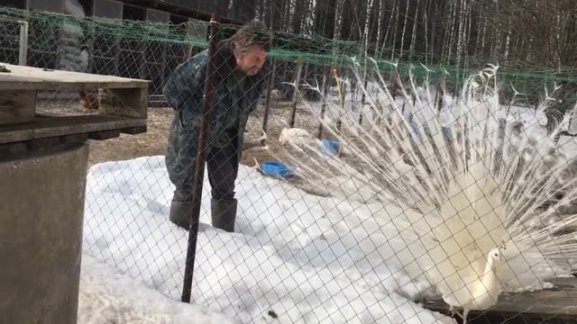 Холмогорские гуси выясняют отношения из-за гусынь смотреть онлайн