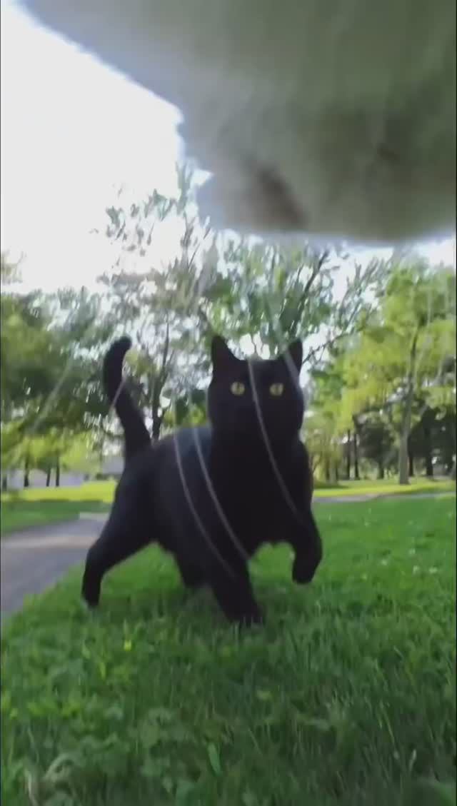 Конфиденциальная информация о кошках📣🐈 #кот #кошки #ютубшир #catlover #catvideo #cute 📣🐈 #кот смотреть онлайн