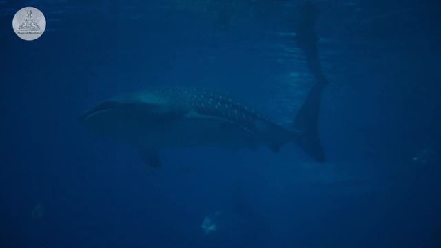Healing noises of Dolphins & Whales | Relaxing underwater sound for Sleep or Bath Time | Harmony 🐬🐳 смотреть онлайн