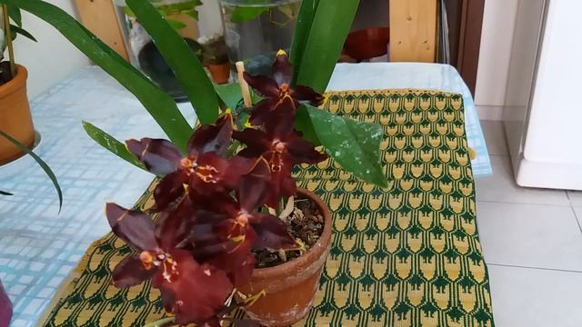 Орхидея Камбрия(Cambria ).Как различить к какому гибриду относится.