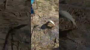 Рыбалка на озере Донузлав (Евпатория)