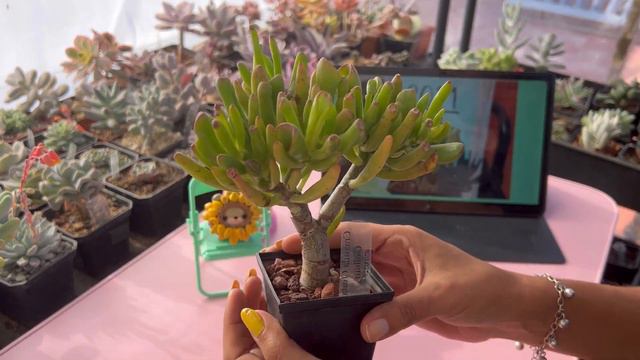 Crassula ovata gollum, árbol de jade, bonsái смотреть онлайн