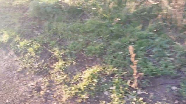 Мы потеряли собаку???Прогулка в поле #интересная_история #потерянные #шарпей #влог смотреть онлайн