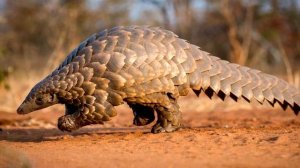 ПАНГОЛИН ИНТЕРЕСНЫЕ ФАКТЫ