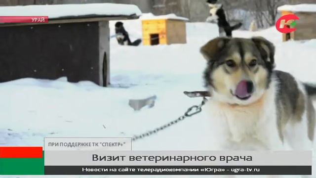 Опыт Урая по обращению с животными оценил главный ветеринарный врач Югры смотреть онлайн