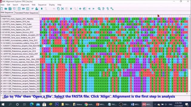 MEGA X: How to construct a phylogenetic tree смотреть онлайн
