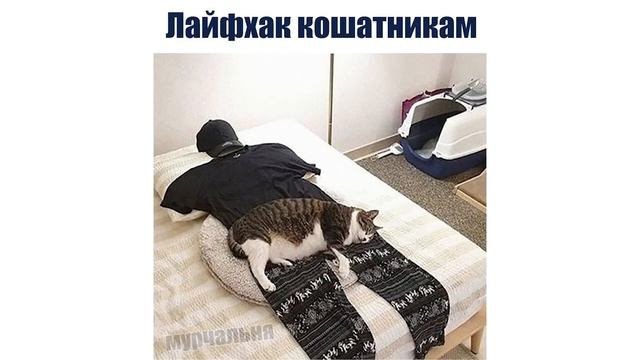 КОТ КУЛИНАР ))) | Приколы с котами | Мемозг 1372
