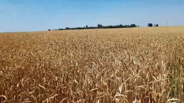 САМВЕЛ АДАМЯН НАДЮ ВЫГНАЛИ ИЗ КЛИНИКИ. КОЛЕНО НЕИЗВЕСТНО КОГДА ЗАЖИВЁТ смотреть онлайн