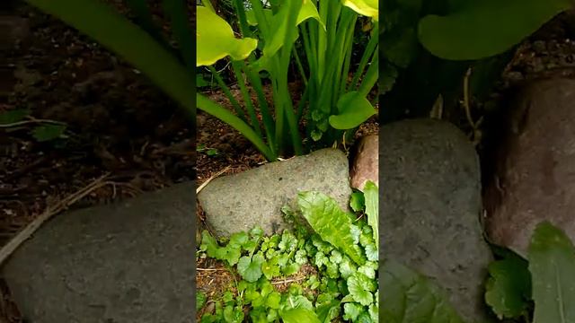 Хоста Лексайтд Ча Ча