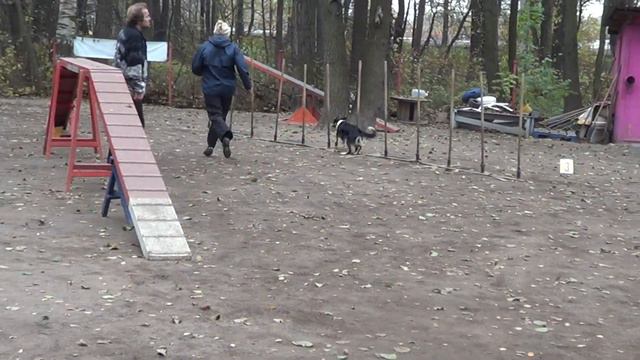 Зажигаева Мария на соревнованиях по аджилити на пионерской 19.10.14 смотреть онлайн