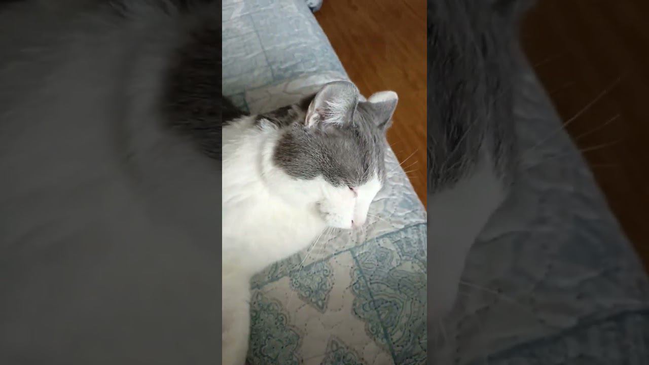 Кусь от любви#котики #cat #мурзик #котики #питомец #кот #любовь #кусь #приколы смотреть онлайн