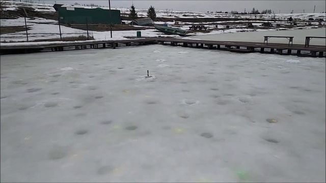 Поимки форели и обзор с 1 сектора!!! Клевое Место. д. Савельево смотреть онлайн