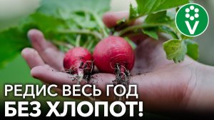 КАК ВЫРАСТИТЬ КРУПНЫЙ РЕДИС? Сеем редис без лишних заморочек проверенным годами методом